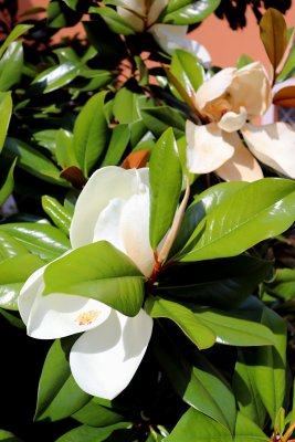 Magnolia grandiflora 'DD Blanchard' - šácholán velkokvětý - květ01